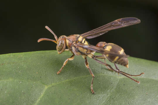 Imagem de Ropalidia stigma (Smith 1858)