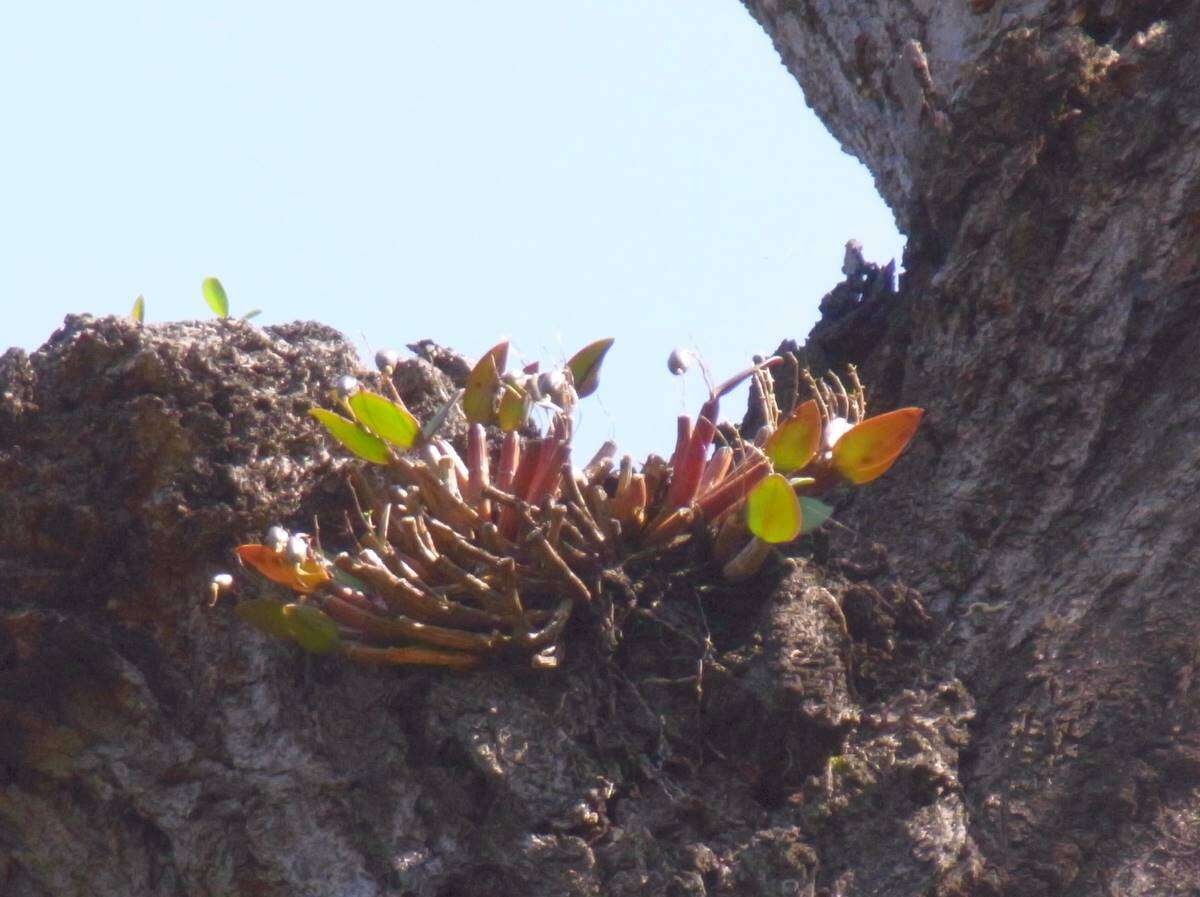 Imagem de Dendrobium aemulum R. Br.