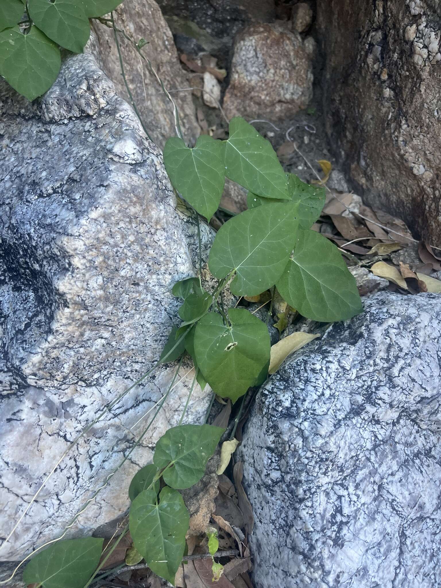 Sivun Matelea arizonica (A. Gray) Shinners kuva