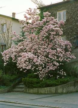 Image of Saucer magnolia