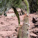 Imagem de Echinopsis camarguensis (Cárdenas) H. Friedrich & G. D. Rowley