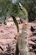 Imagem de Echinopsis camarguensis (Cárdenas) H. Friedrich & G. D. Rowley