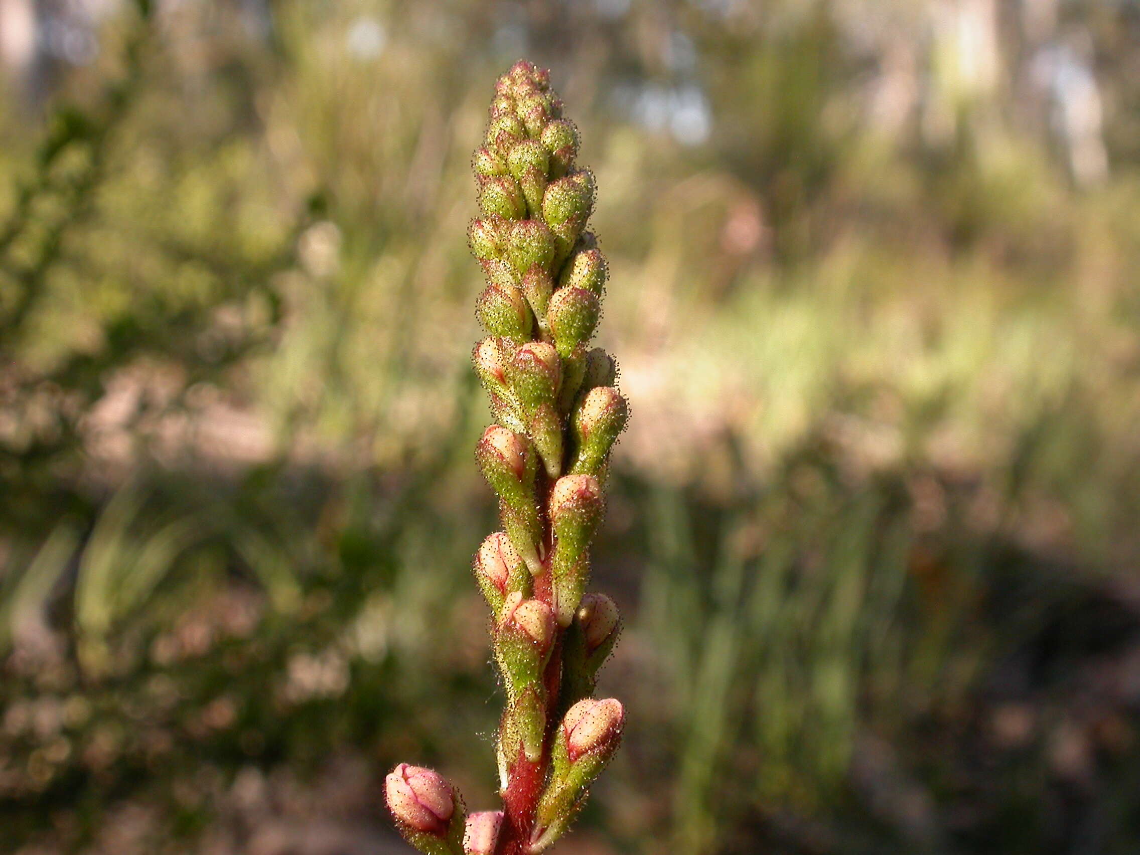 Image de Stylidium graminifolium Sw. ex Willd.