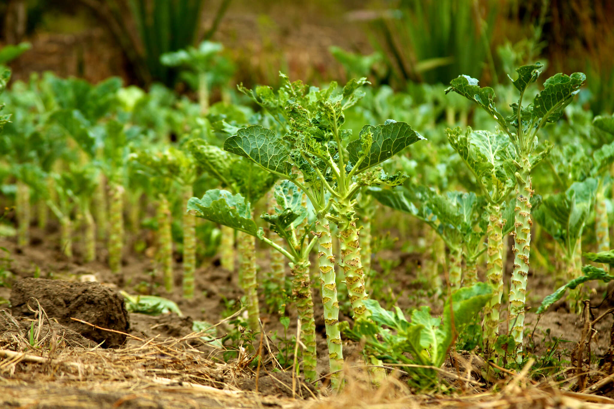 Image of Portuguese kale