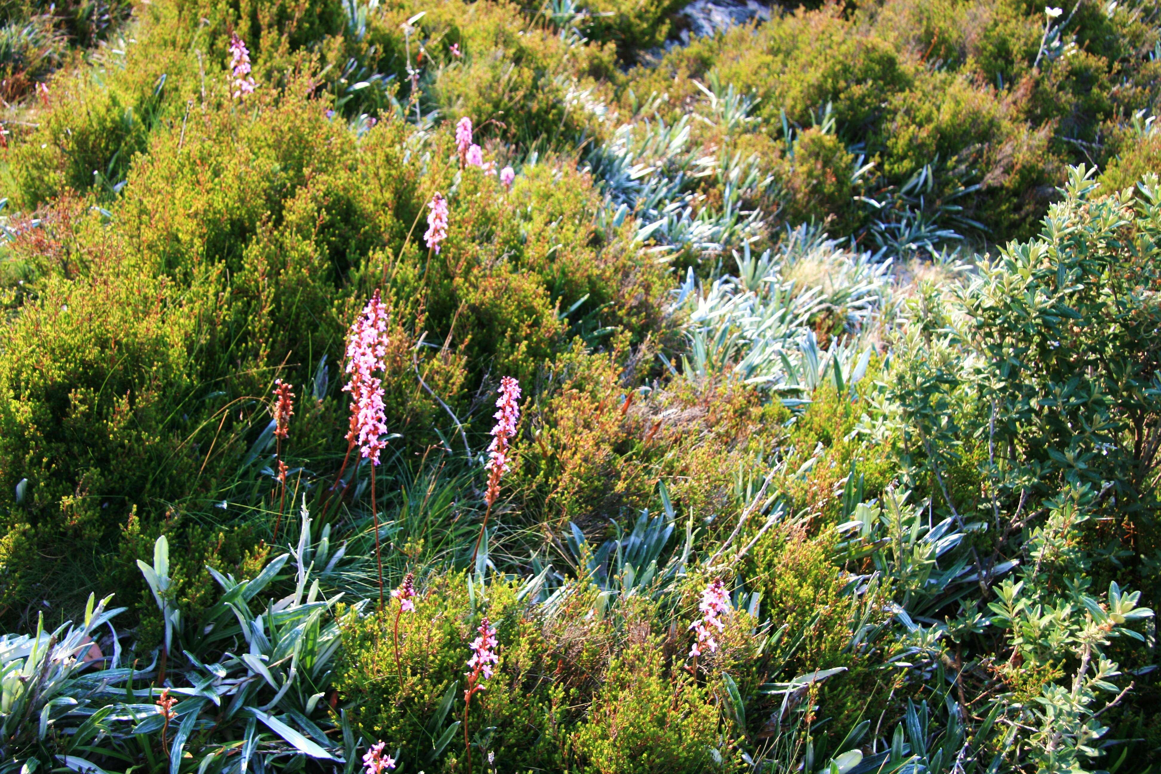 Image de Stylidium graminifolium Sw. ex Willd.