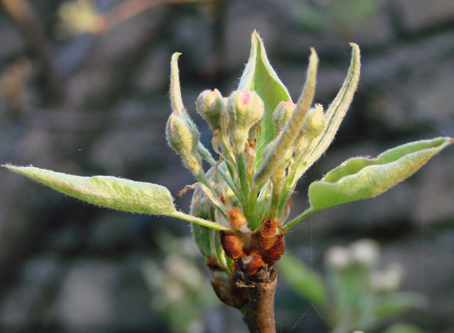 Image of loquat