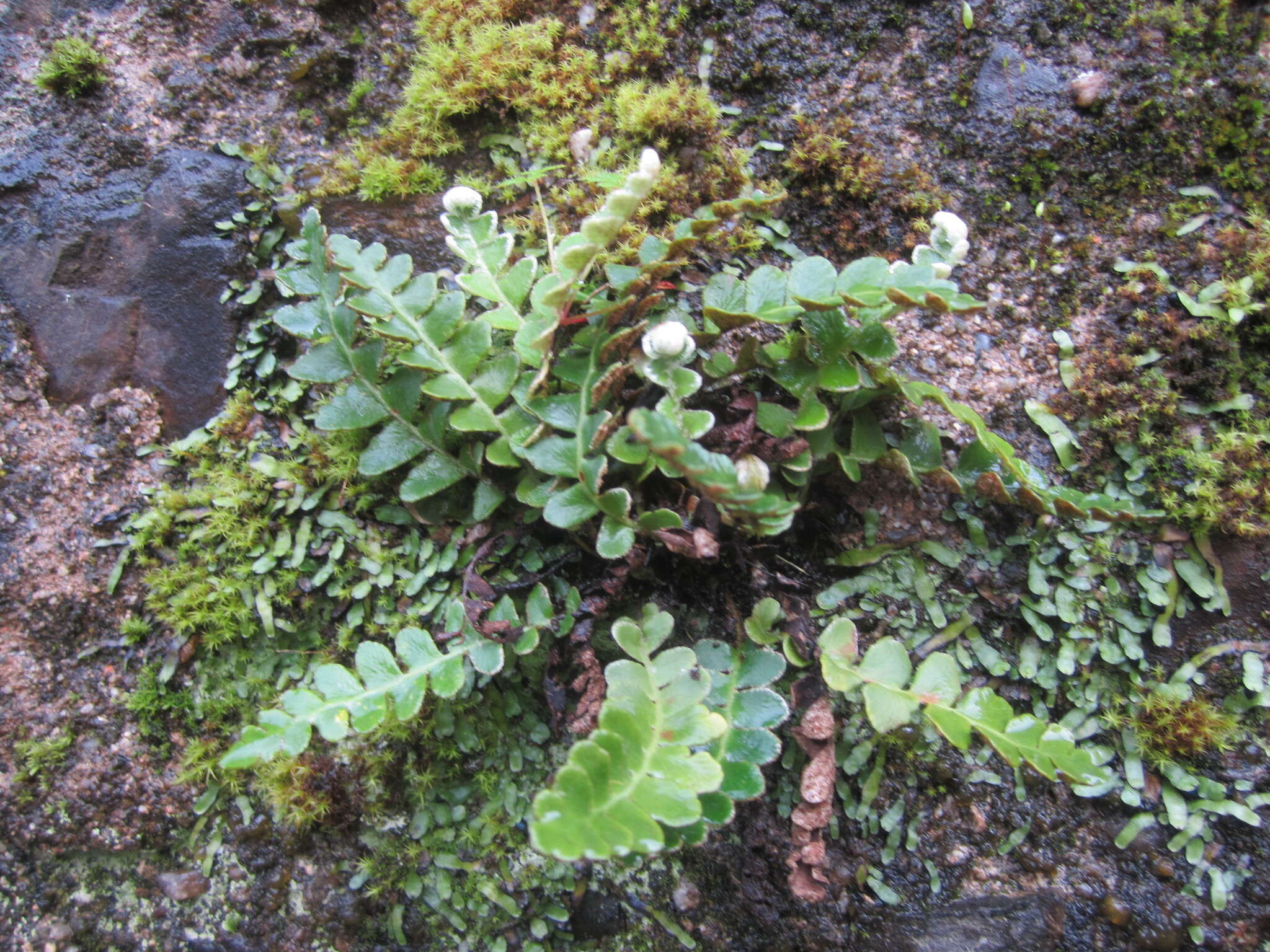 Plancia ëd Asplenium ceterach L.