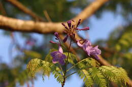 Image of Jacaranda cuspidifolia Mart.