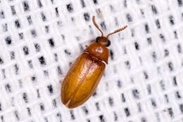 Image of Texas beetles