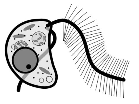 Image of <i>Cafeteria roenbergensis</i>