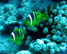 Image of Clownfish