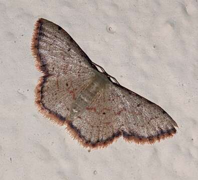 Image of Idaea craspedota Prout 1934