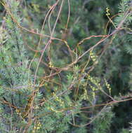 Image of Cassytha paniculata R. Br.