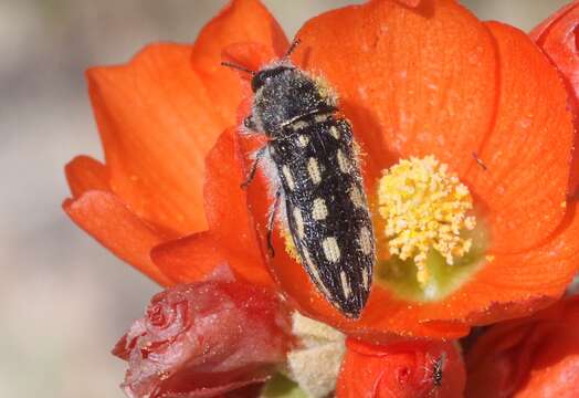 Sivun Acmaeodera pubiventris lanata Horn 1880 kuva