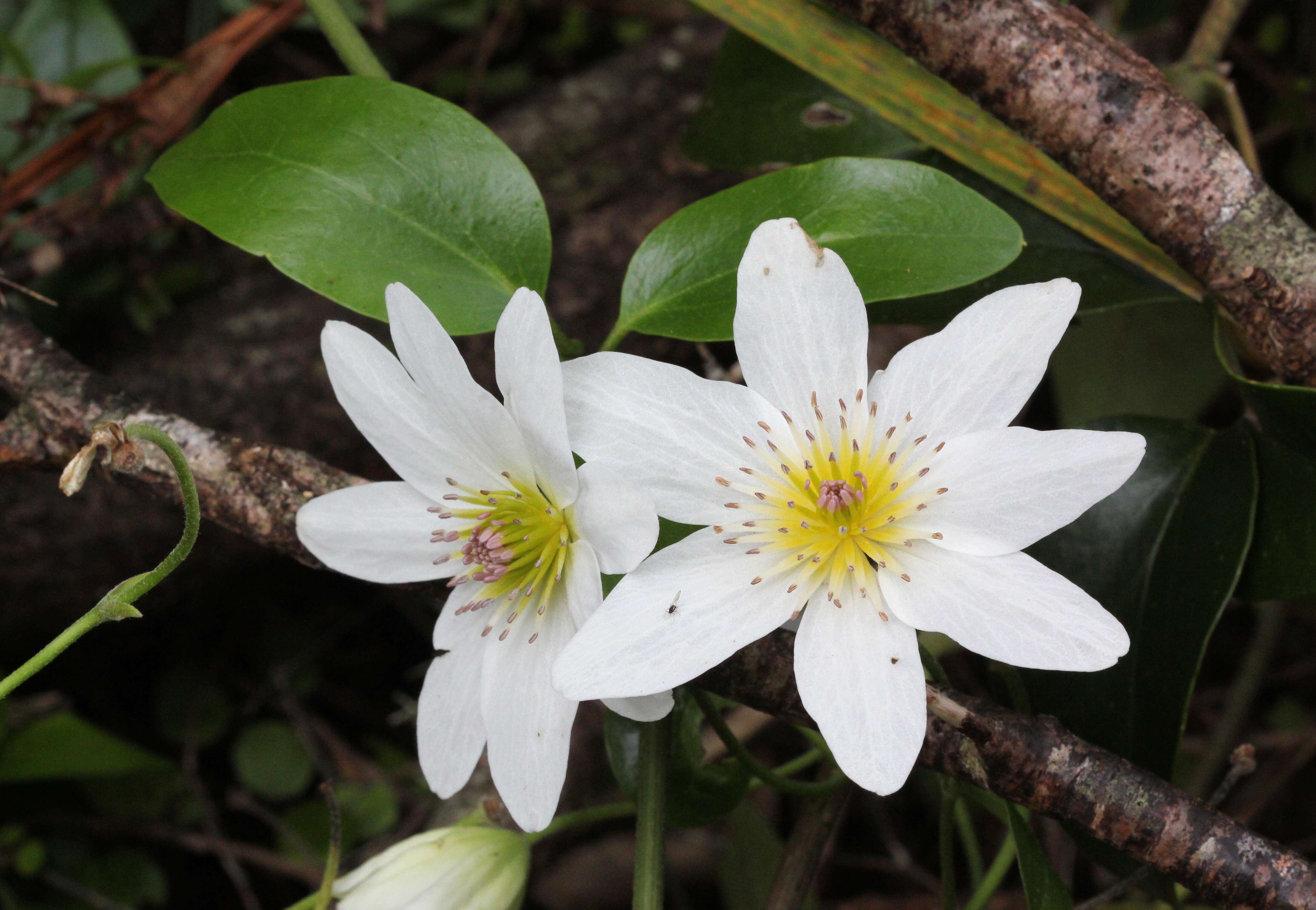 Image of New Zealand clematis