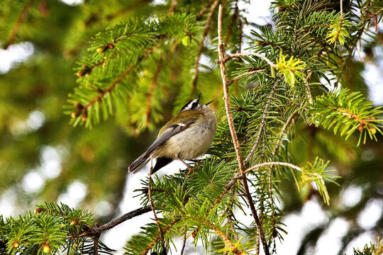 Image of Common Firecrest