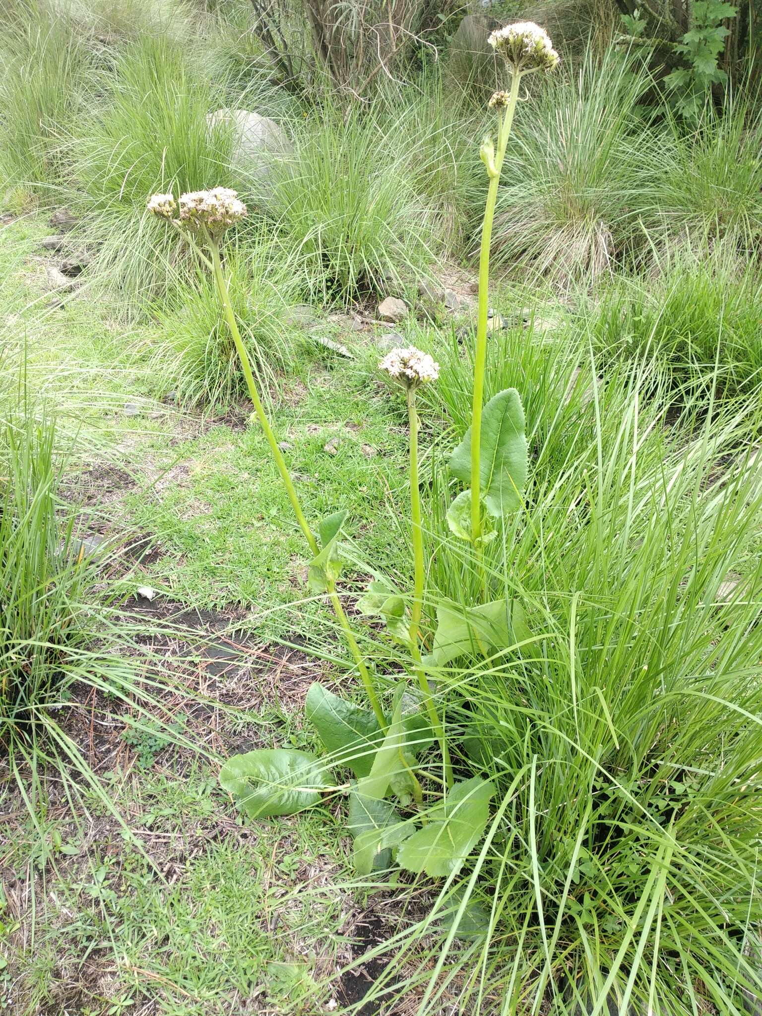 Image of Psacalium silphiifolium (B. L. Rob. & Greenm.) H. Rob. & Brettell