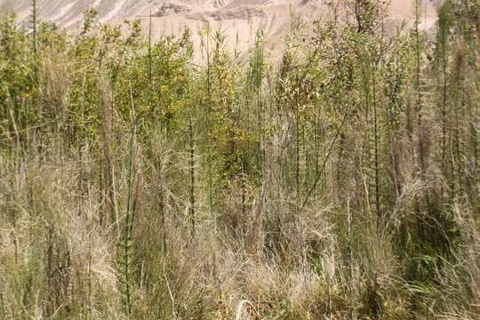 Image of Southern Giant Horsetail