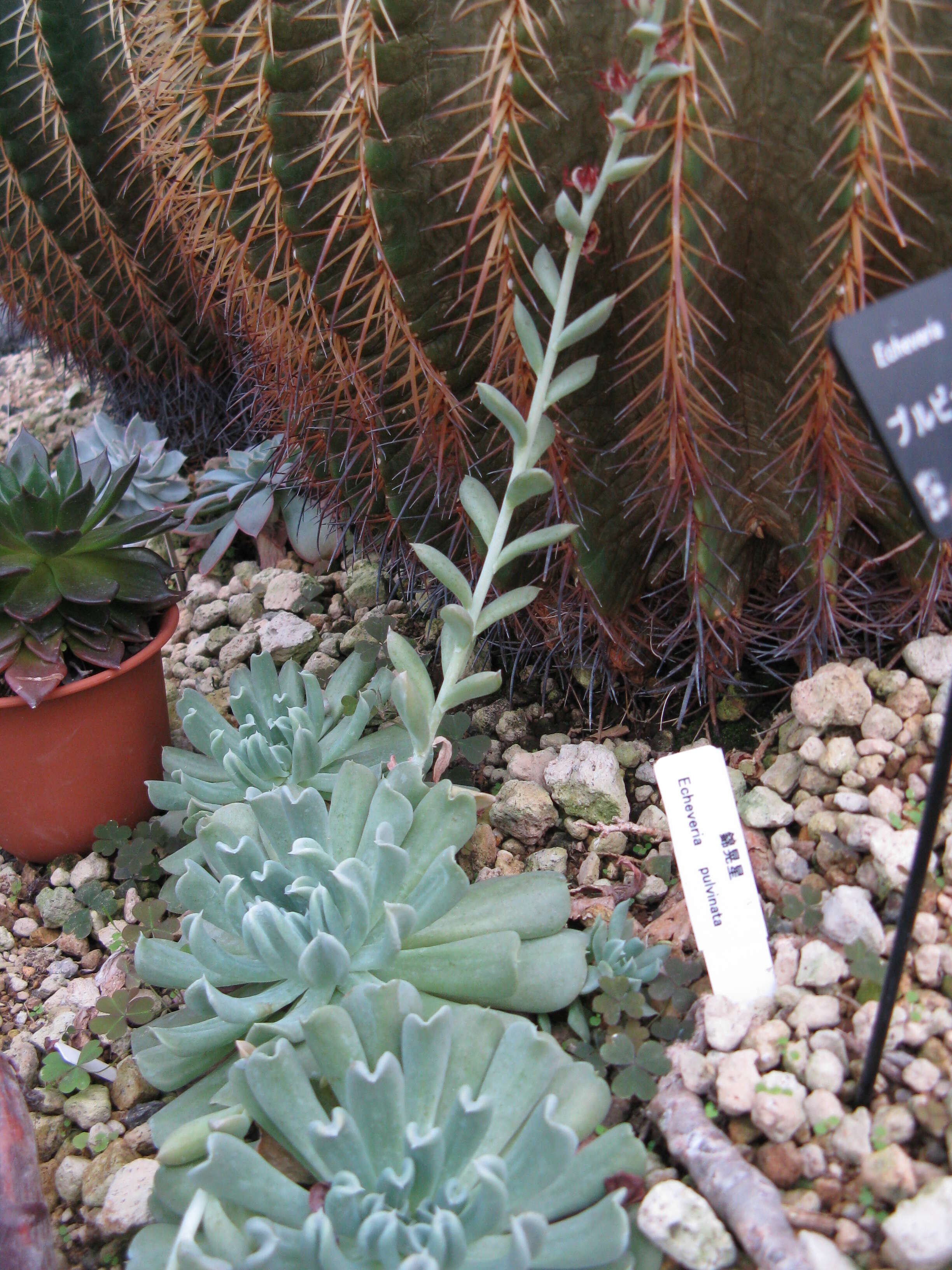 Image of Echeveria runyonii Rose