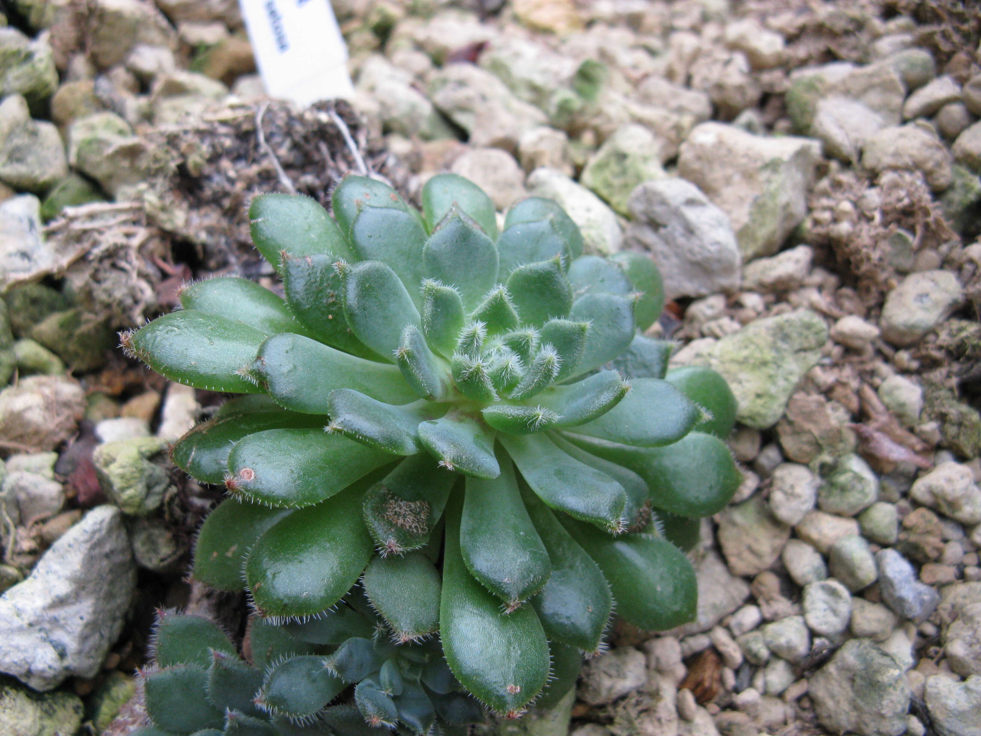 Image of Mexican Firecracker