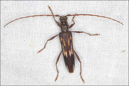 Image of Coptocercus rubripes (Boisduval 1835)