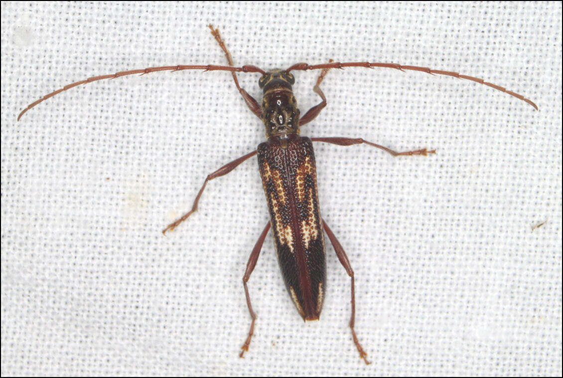 Image of Coptocercus rubripes (Boisduval 1835)