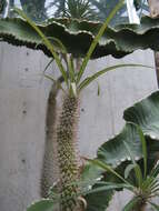 Image of Pachypodium geayi Costantin & Bois