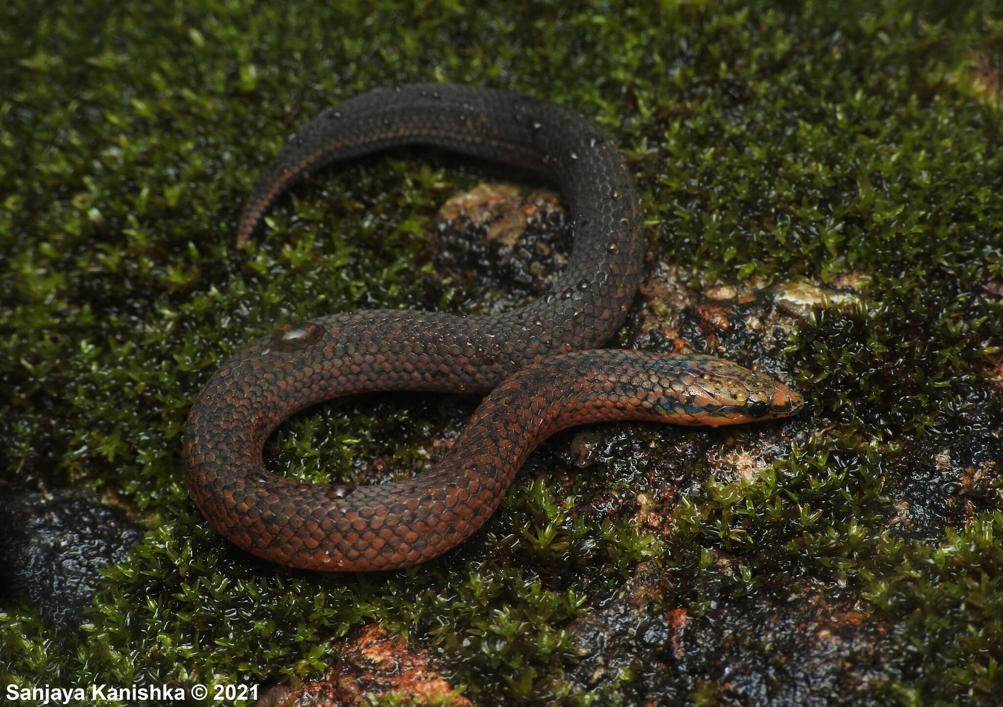 Image of Common rough-sided snake