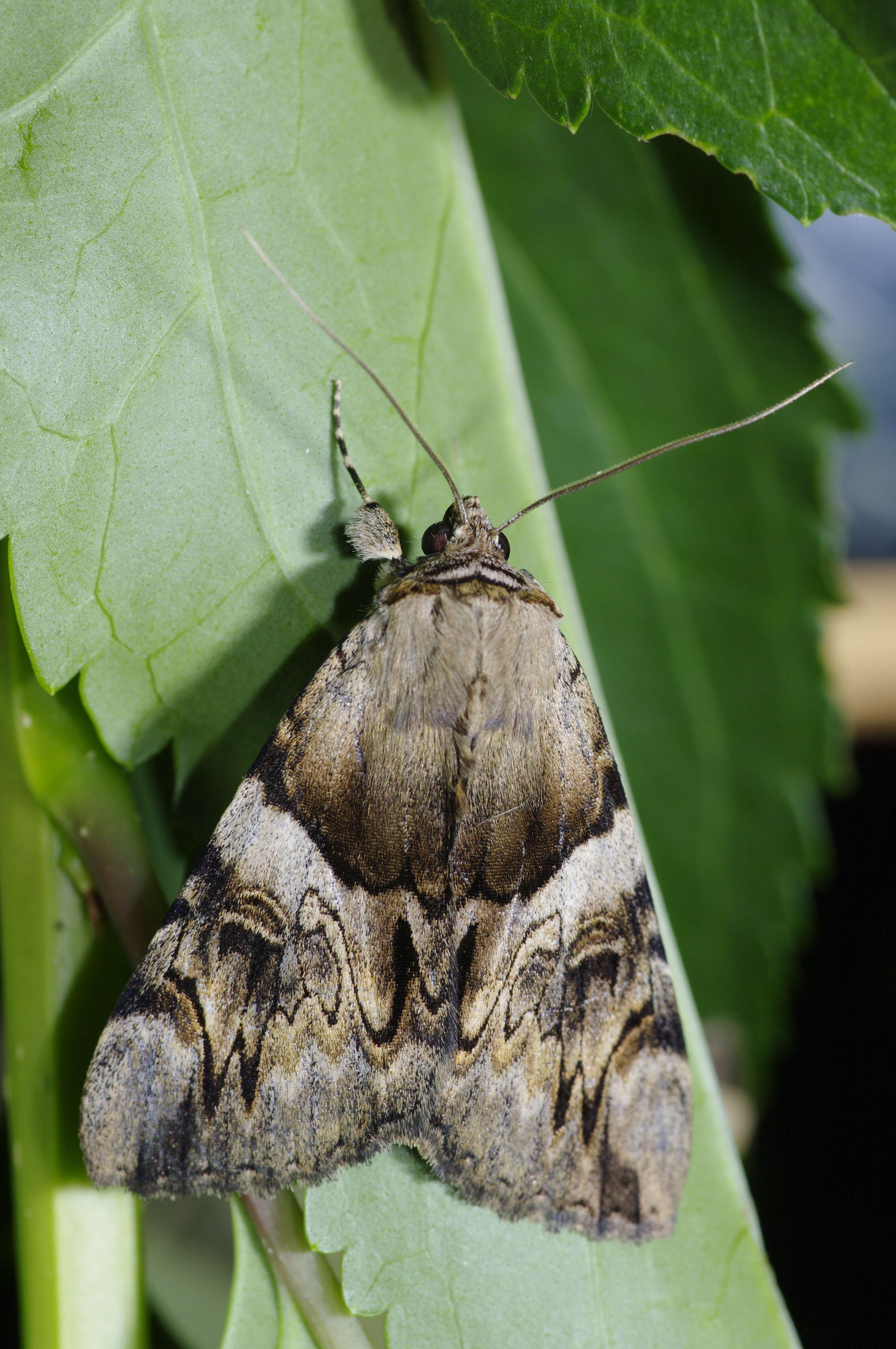 Image of Catocala fulminea