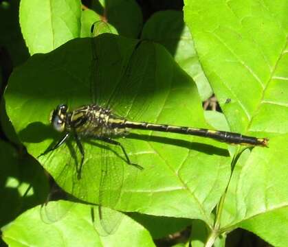 Image of Lilypad Clubtail