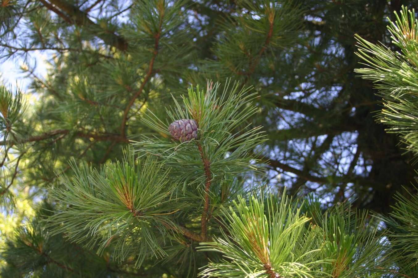 Image of Arolla Pine