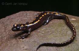 Image of Caucasian Salamander