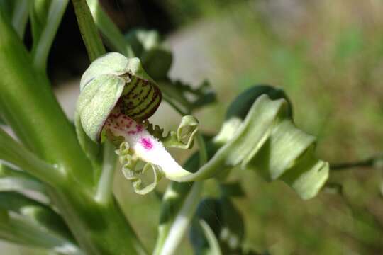 Image of Lizard orchid