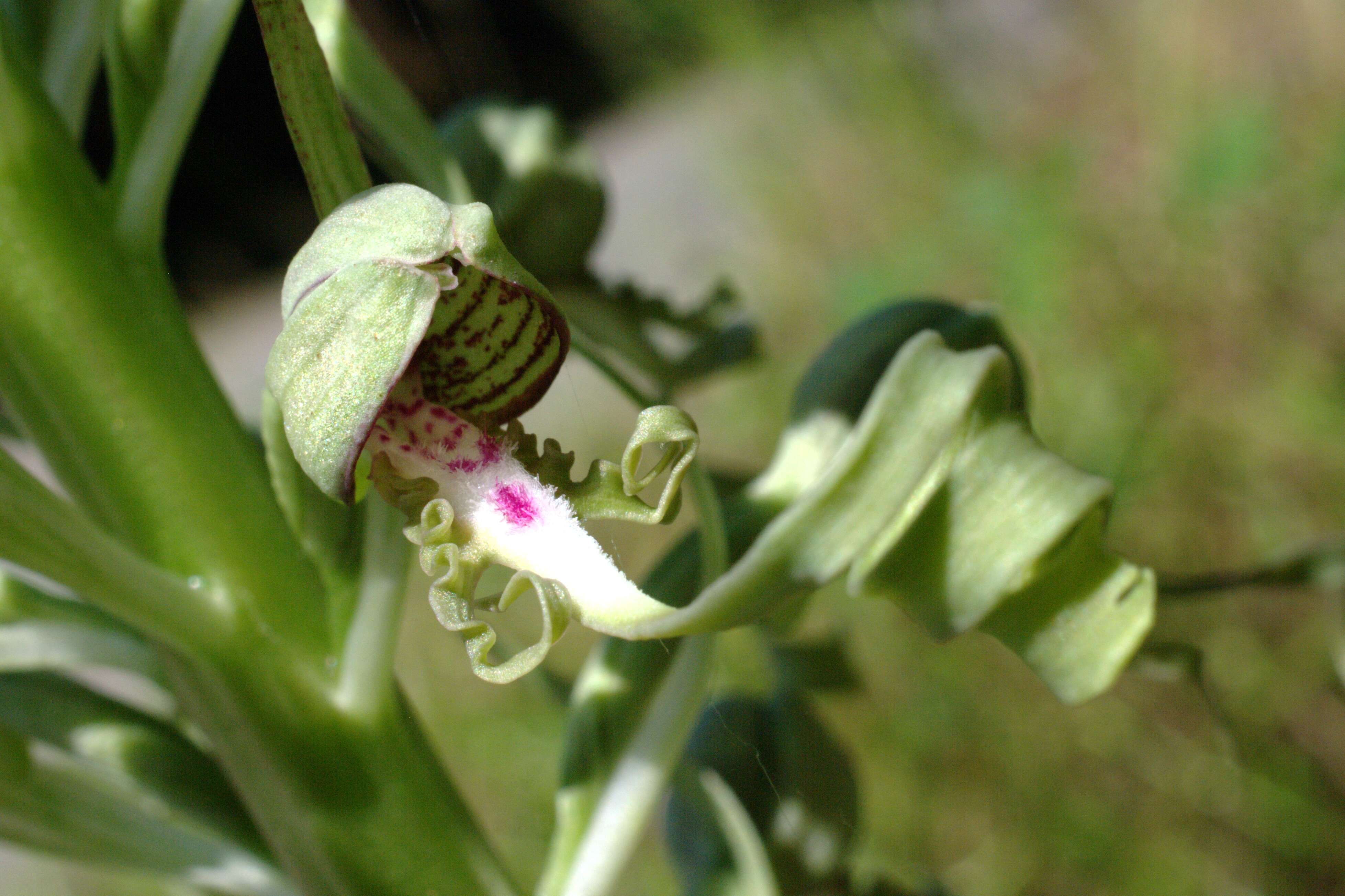 Himantoglossum hircinum (L.) Spreng. resmi