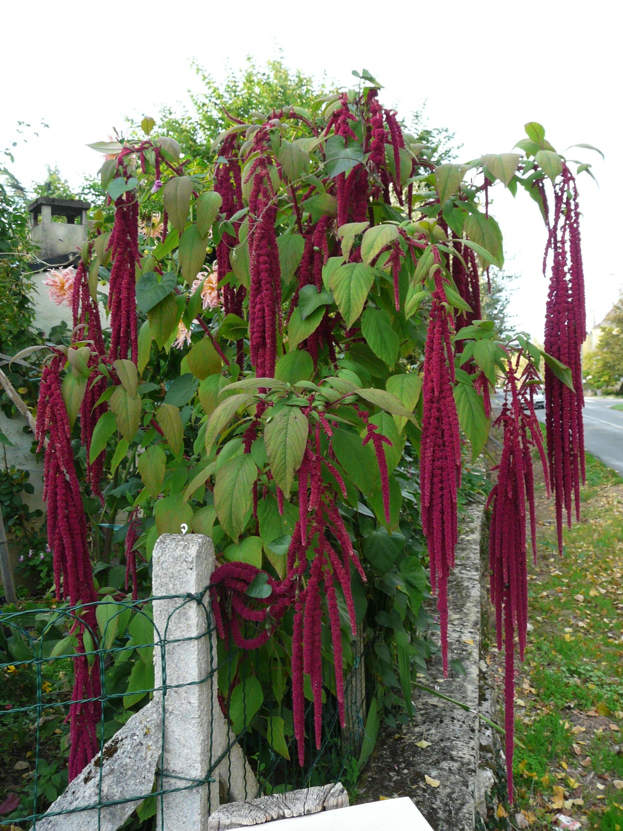 Image of love-lies-bleeding