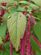 Image of love-lies-bleeding