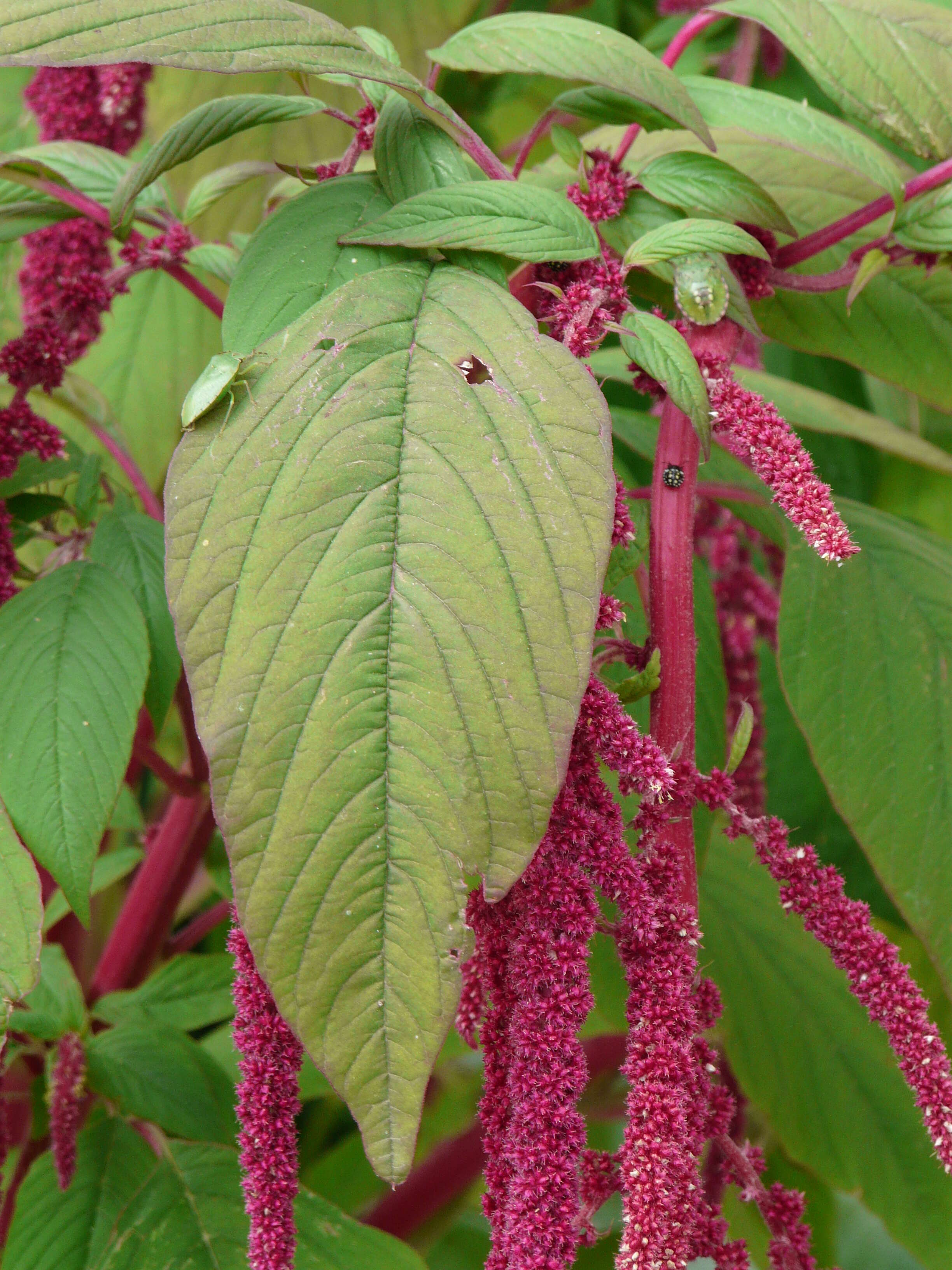 Image of love-lies-bleeding