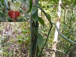 Image of Vanilla coursii H. Perrier