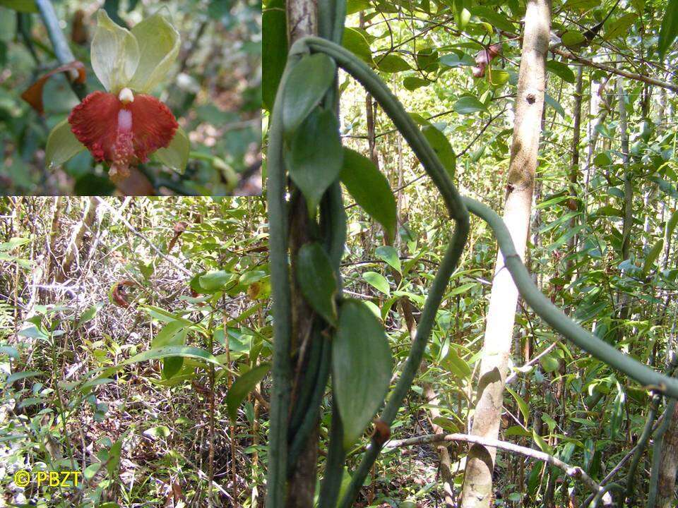 Image of Vanilla coursii H. Perrier