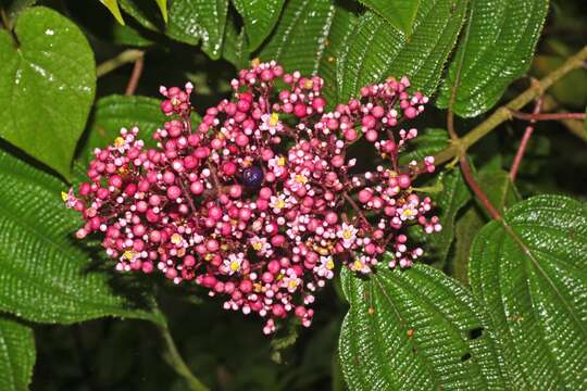 Imagem de Conostegia subcrustulata (Beurl.) Triana