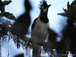 Imagem de Cyanocorax dickeyi Moore & RT 1935