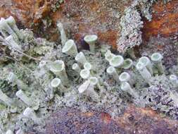 Image of cup lichen