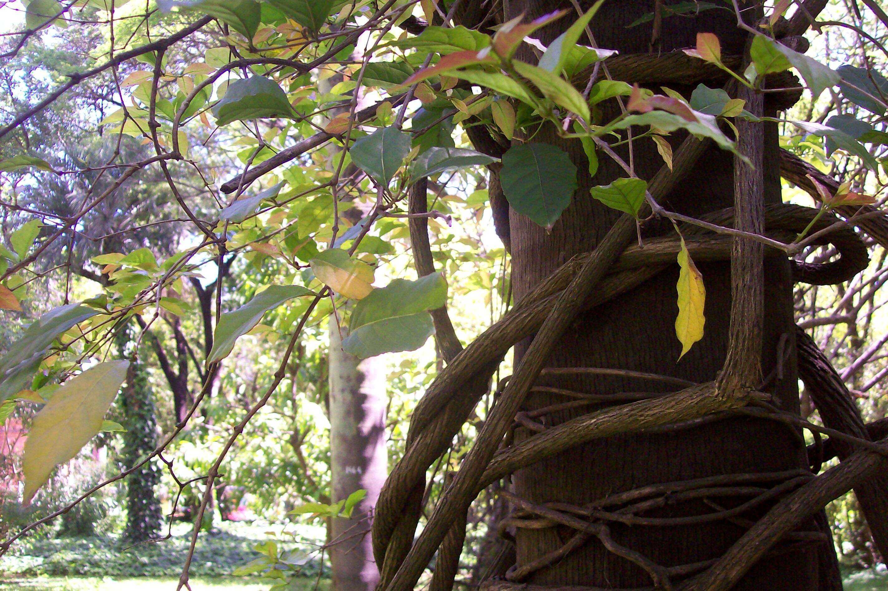 Image of Combretum fruticosum (Loefl.) Stuntz