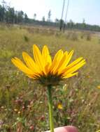 Sivun Helianthus heterophyllus Nutt. kuva