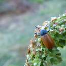 Image de <i>Labidostomis taxicornis</i>