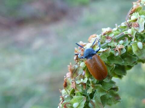 Image de <i>Labidostomis taxicornis</i>