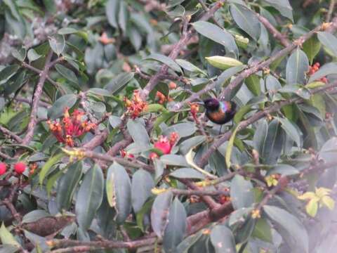 Nectarinia purpureiventris (Reichenow 1893)的圖片