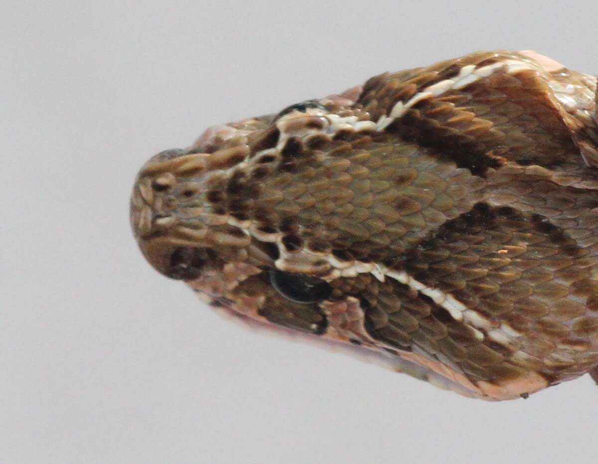 Image of Russel’s Viper