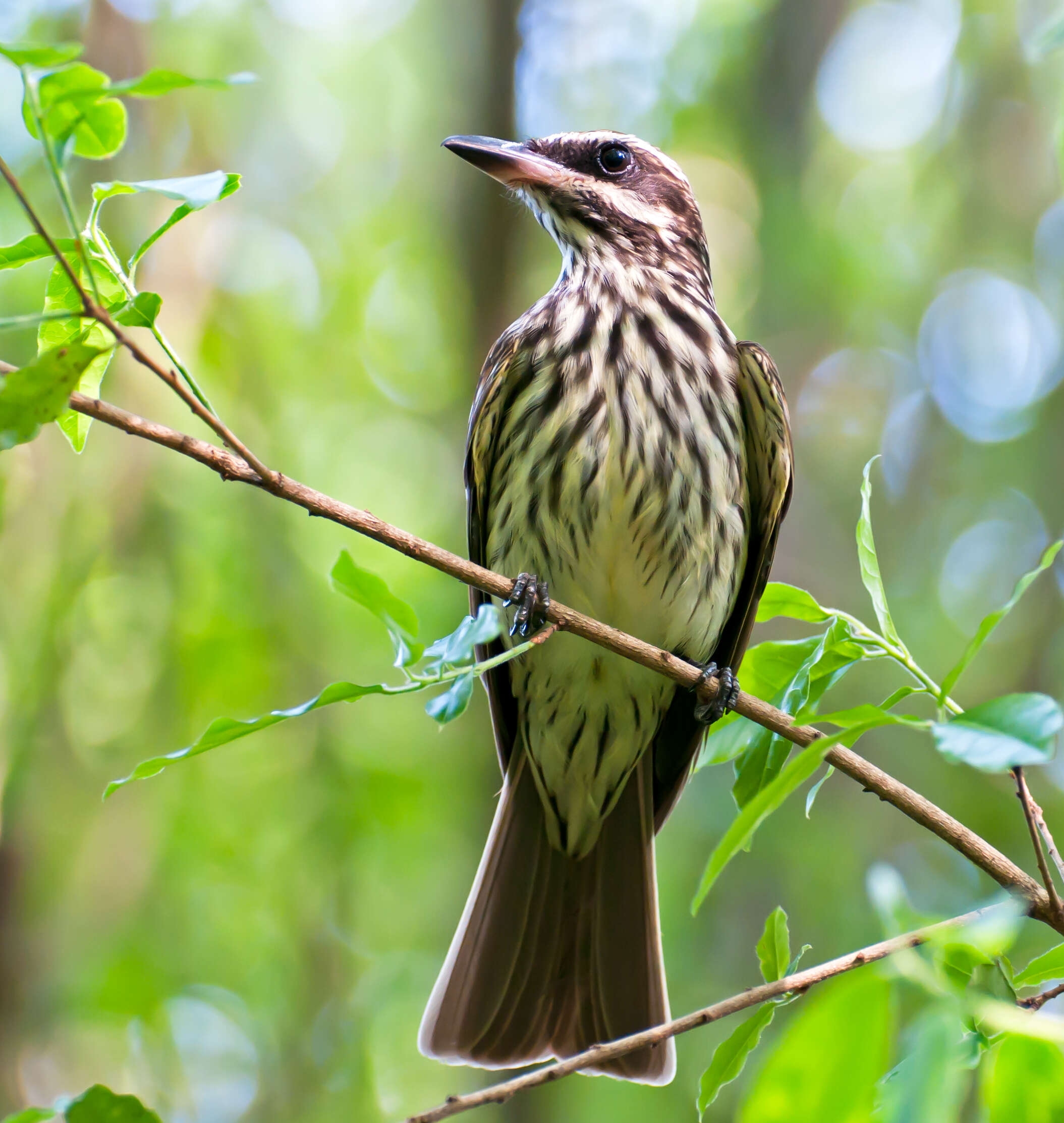 Imagem de Myiodynastes maculatus (Müller & Pls 1776)