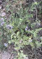 Phacelia rupestris Greene的圖片